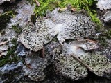 Lasallia papulosa image