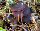 Gymnopus alpinus image