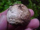Gastropila fumosa image