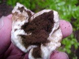 Gastropila fumosa image