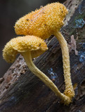Cyptotrama asprata image