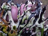 Hypogymnia imshaugii image