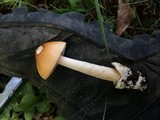 Amanita sect. Vaginatae image