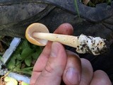 Amanita sect. Vaginatae image