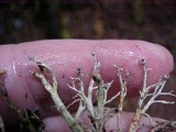 Sphaerophorus tuckermanii image
