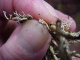 Sphaerophorus tuckermanii image