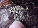 Parmeliopsis hyperopta image