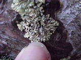 Parmeliopsis hyperopta image