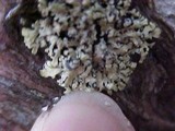 Parmeliopsis hyperopta image