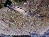 Placopsis lambii image