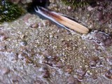 Placopsis lambii image
