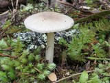 Amanita taiepa image