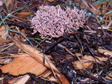 Lentaria byssiseda image