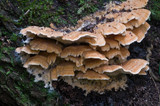 Antrodiella zonata image