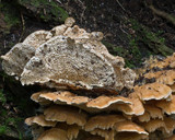 Antrodiella zonata image