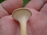 Clitocybe squamulosa image