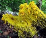 Fuligo septica image