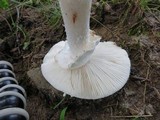 Amanita rubescens var. rubescens image