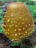 Amanita flavorubescens image