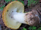 Amanita flavorubescens image
