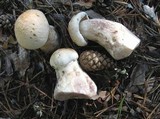 Leccinum versipelle image