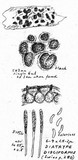 Diatrype disciformis image