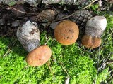 Leccinum aurantiacum image