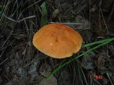 Leccinum aurantiacum image