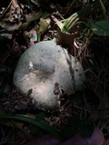 Russula parvovirescens image