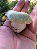 Russula parvovirescens image