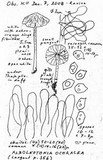 Image of Alboleptonia ochracea