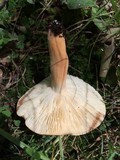 Lactarius volemus image