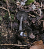 Pseudoclitocybe cyathiformis image