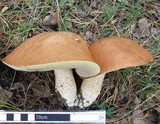 Leccinum insigne image