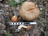 Leccinum insigne image