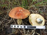Leccinum insigne image