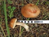 Leccinum aurantiacum image