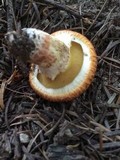 Suillus lakei image