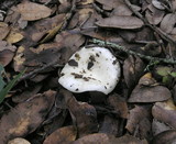 Russula cremoricolor image