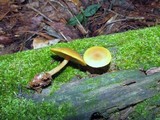 Callistosporium luteo-olivaceum image