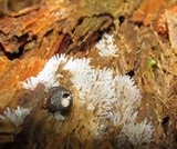 Ceratiomyxa fruticulosa var. fruticulosa image