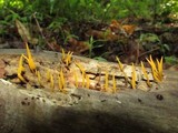 Calocera cornea image