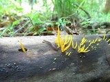 Calocera cornea image