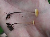 Rhizomarasmius pyrrhocephalus image