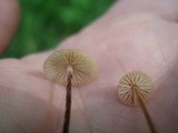 Rhizomarasmius pyrrhocephalus image