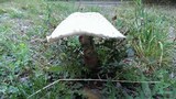 Leucoagaricus americanus image