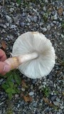 Leucoagaricus americanus image