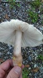 Leucoagaricus americanus image
