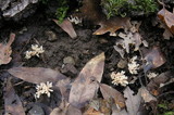 Aphelaria tuberosa image