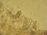 Entoloma rhombisporum image